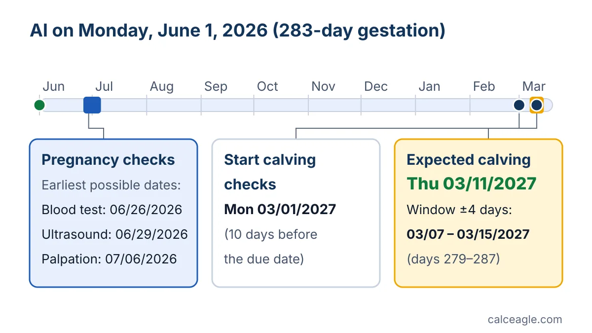 Timeline from June 1, 2026 to March 2027 showing pregnancy checks from June 26 to July 6, calving checks from March 1, and expected calving on Thursday, March 11, 2027 with a March 7 to 15 window