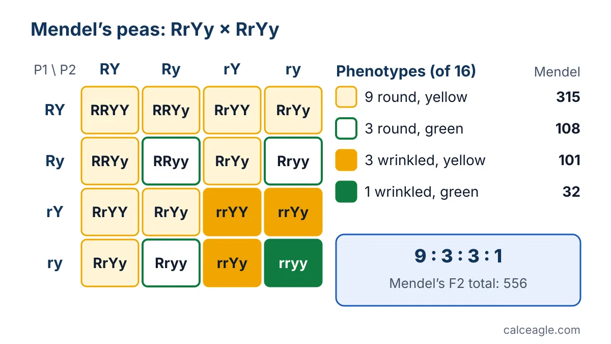 Punnett square for RrYy × RrYy with 16 boxes shaded by phenotype: 9 round yellow, 3 round green, 3 wrinkled yellow and 1 wrinkled green, next to Mendel's counts 315, 108, 101 and 32