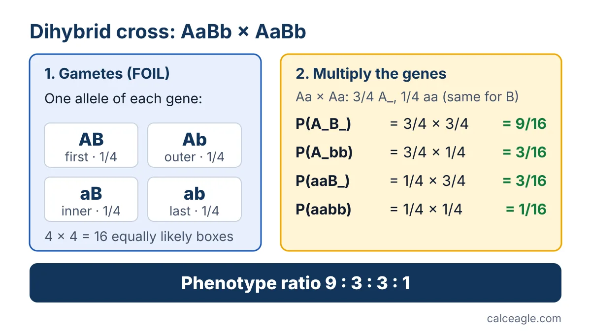 Dihybrid cross formula: an AaBb parent makes gametes AB, Ab, aB and ab, and multiplying the single-gene probabilities gives 9/16, 3/16, 3/16 and 1/16